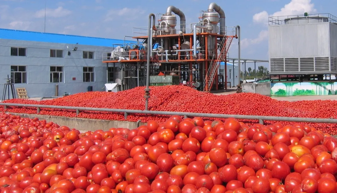 La tomate industrielle à l’heure de la mondialisation
